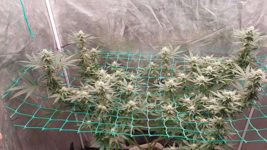 Gopher Glue. Week 9