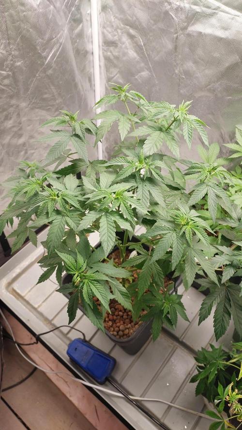 Girl Scout Cookies . Week 7