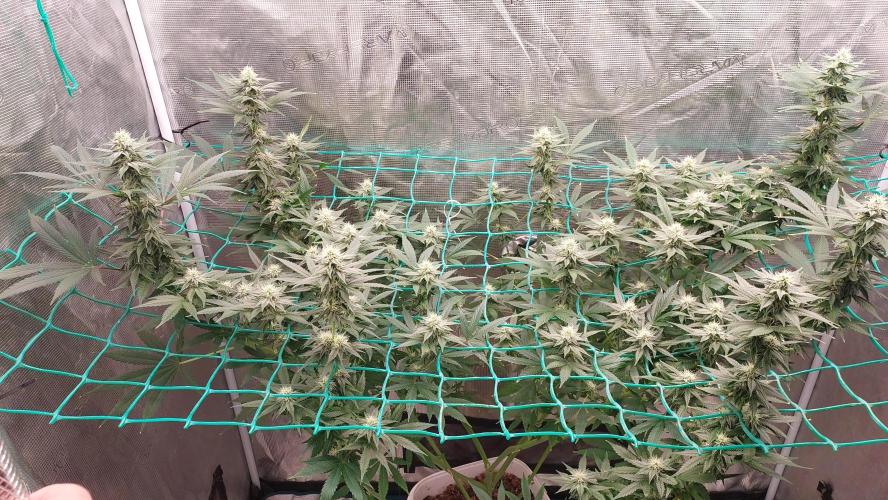 Gopher Glue. Week 10