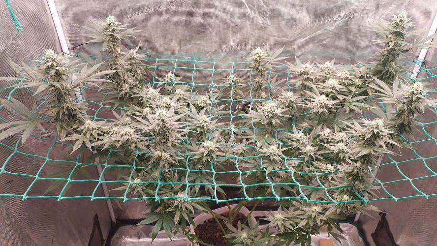 Gopher Glue. Week 10