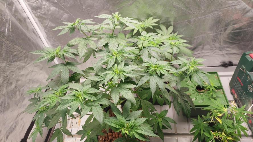 Girl Scout Cookies . Week 7