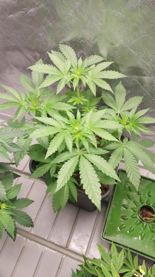 Sapphire Desire. Week 4