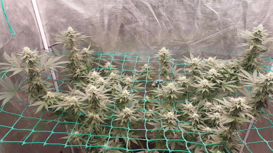 Gopher Glue. Week 10