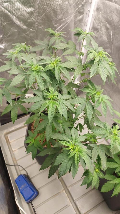 Girl Scout Cookies . Week 8