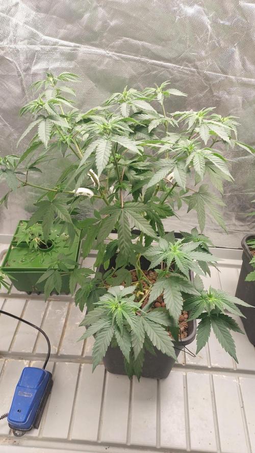 Girlscout cookies. Week 8