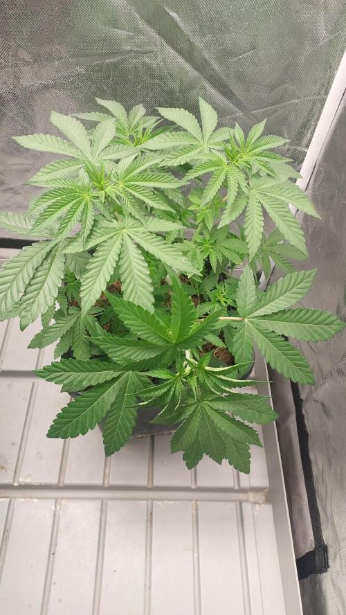 Sapphire Desire. Week 4