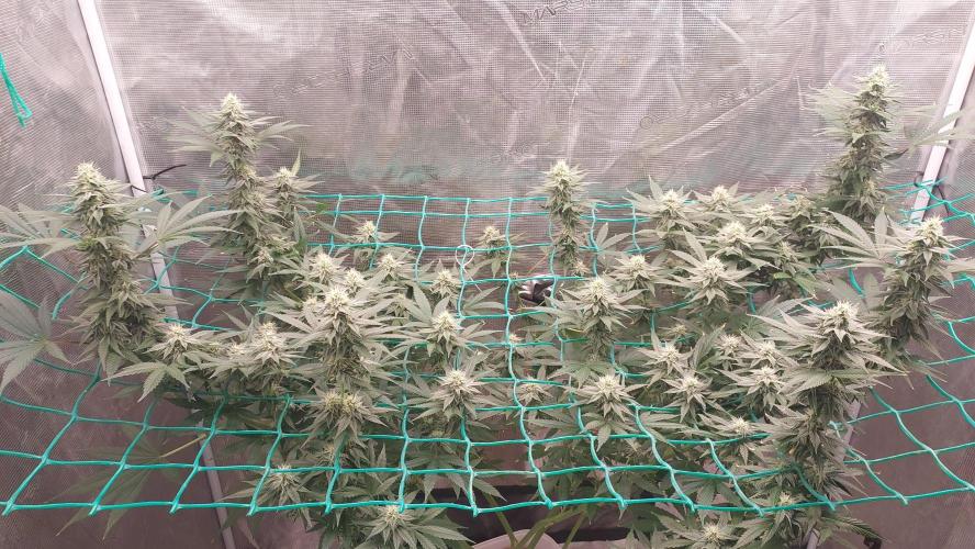 Gopher Glue. Week 10