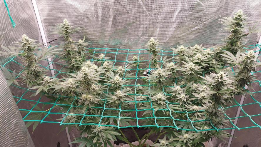 Gopher Glue. Week 10