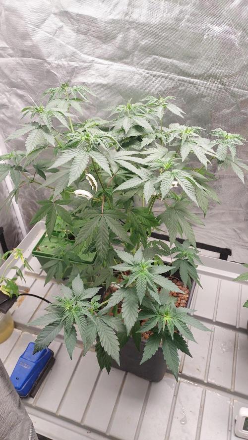Girlscout cookies. Week 8