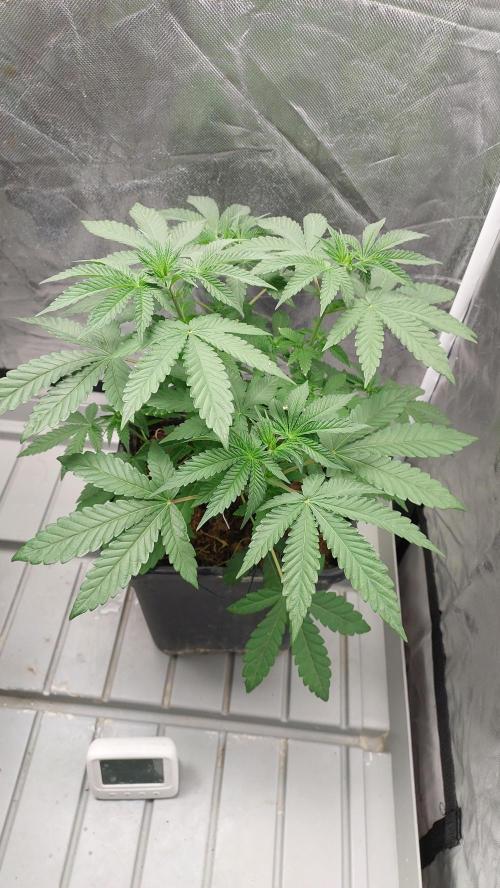 Sapphire desire. Week 4