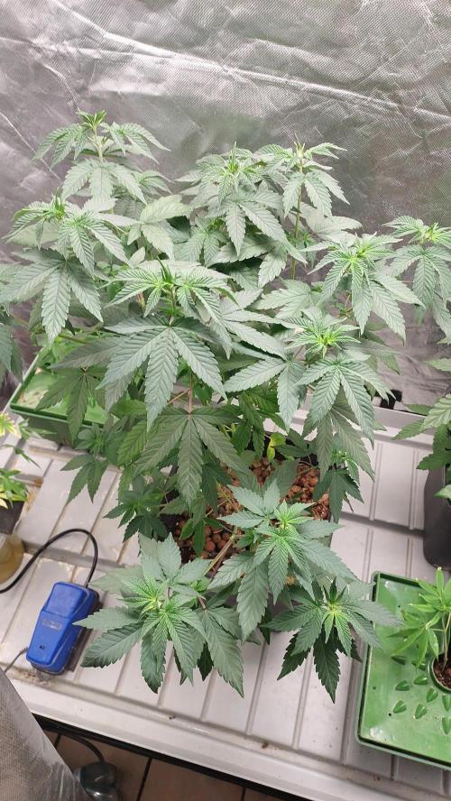 Girlscout cookies. Week 8
