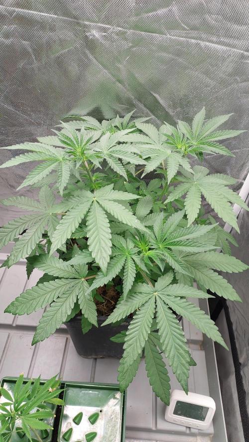 Sapphire desire. Week 4