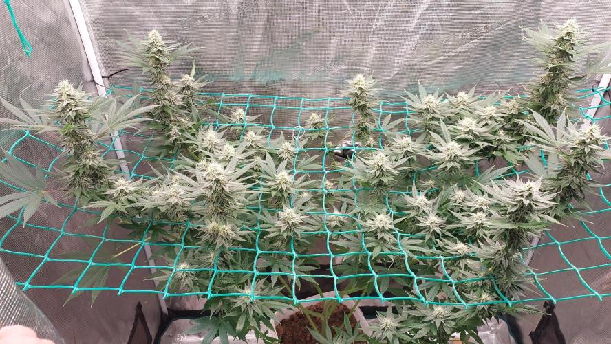 Gopher Glue. Week 10
