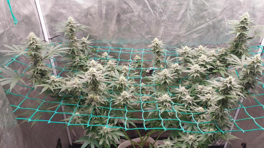 Gopher Glue. Week 10