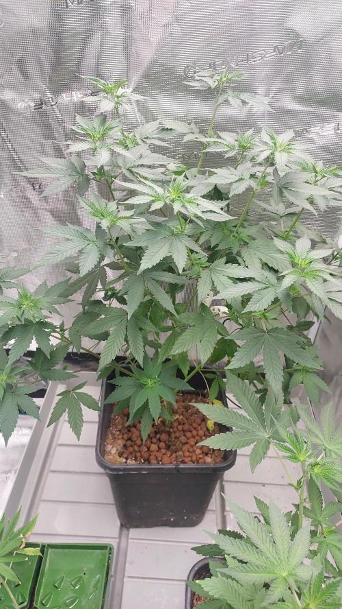 Girlscout cookies. Week 8
