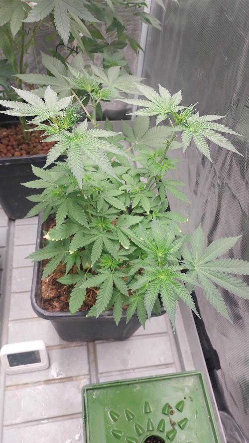 Sapphire desire. Week 4