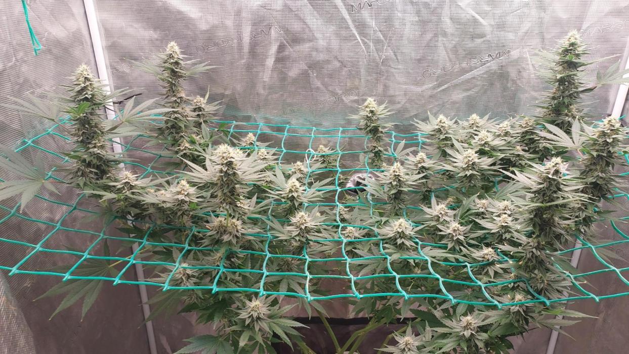 Second try, Gopher glue. Week 11