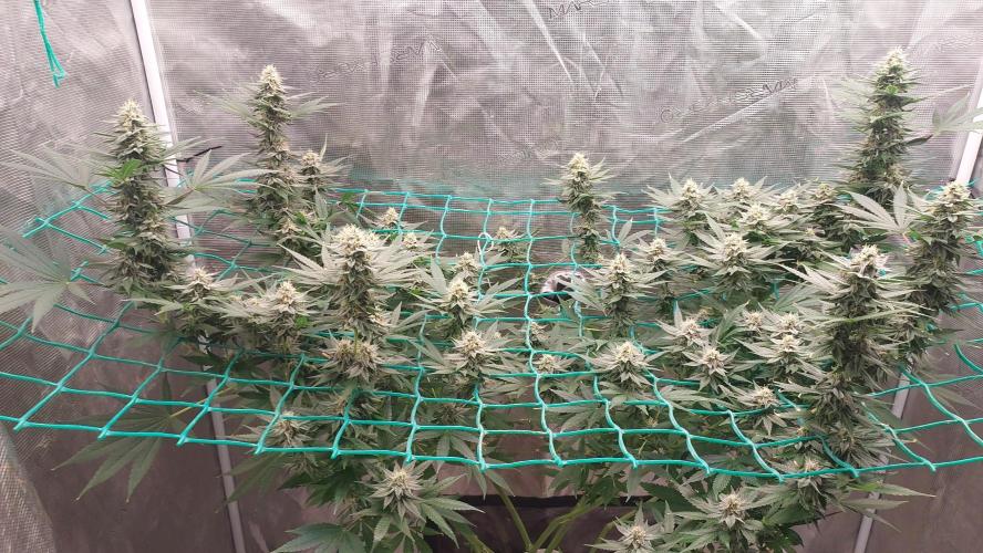 Second try, Gopher glue. Week 11