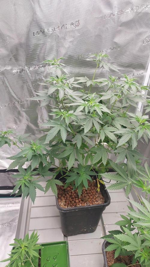 Girl Scout Cookies . Week 8