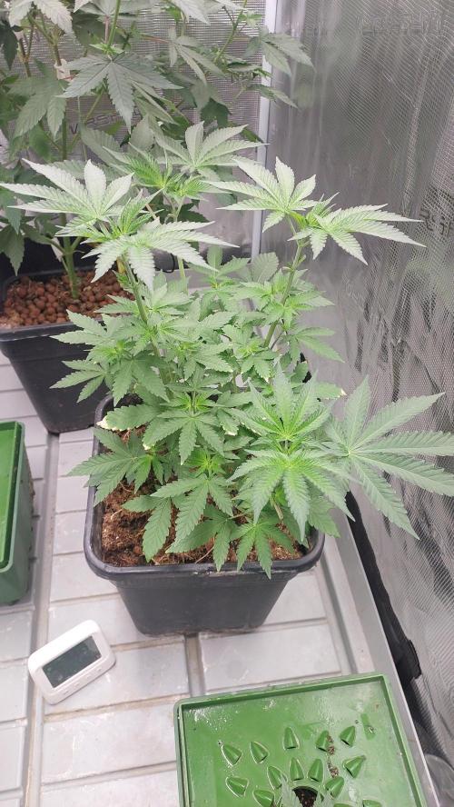 Sapphire desire. Week 4