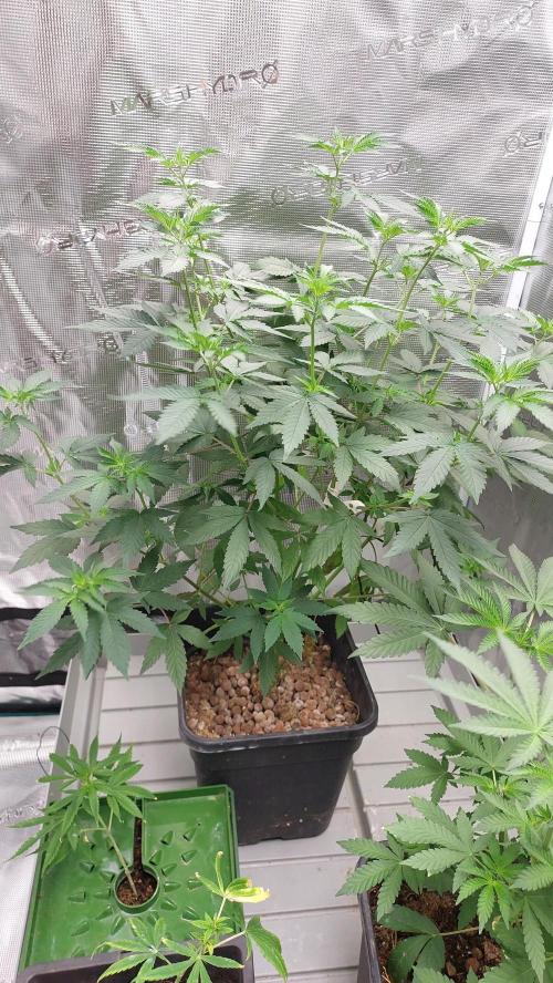 Girl Scout Cookies . Week 8
