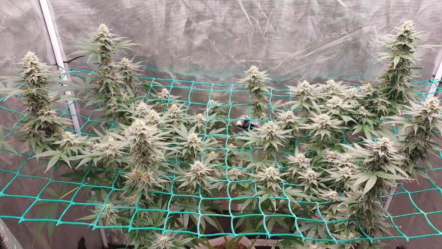 Second try, Gopher glue. Week 11
