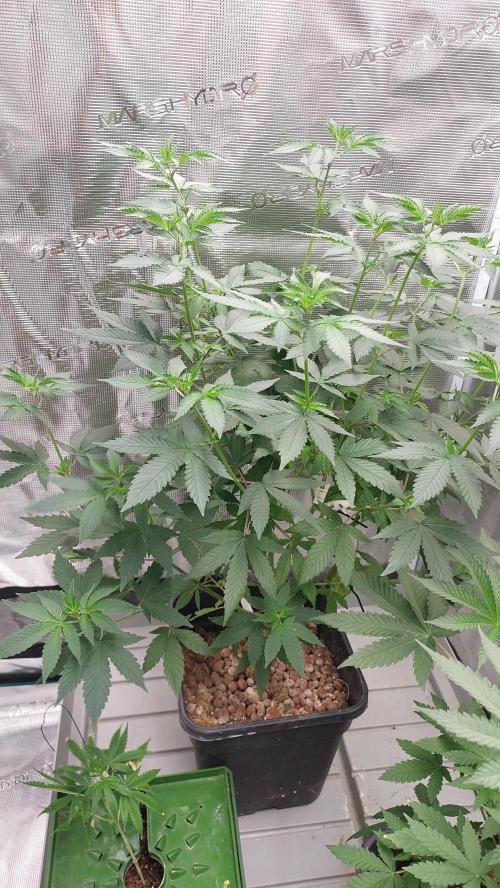 Girlscout cookies. Week 9