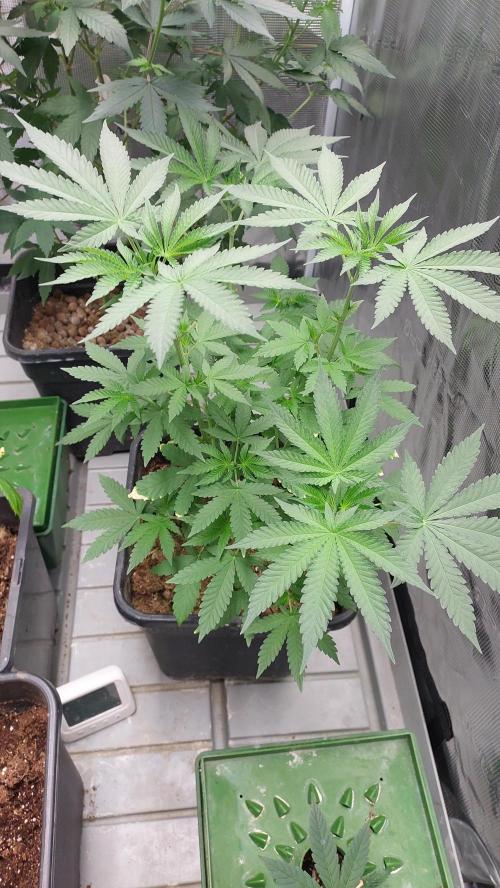 Sapphire desire. Week 5