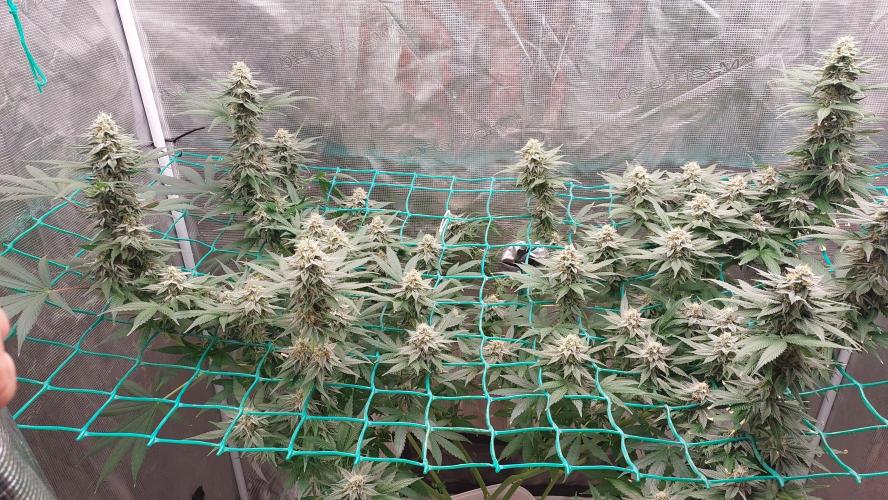 Second try, Gopher glue. Week 11