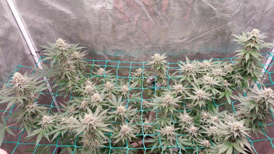 Second try, Gopher glue. Week 11
