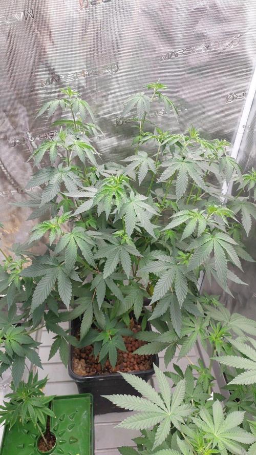 Girlscout cookies. Week 9