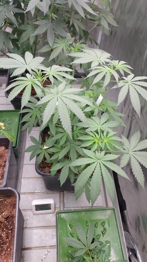 Sapphire desire. Week 5
