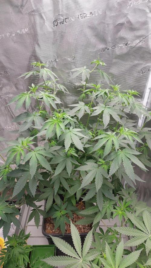 Girlscout cookies. Week 9