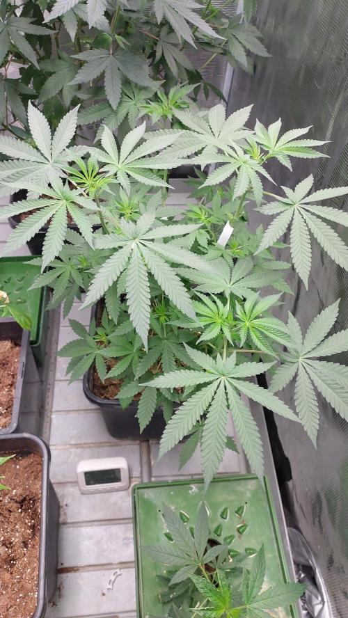 Sapphire desire. Week 5