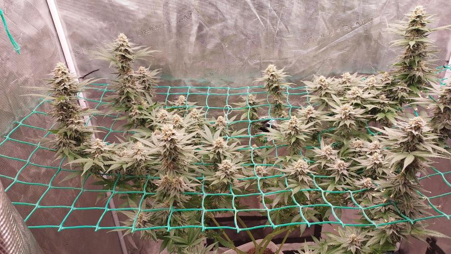 Second try, Gopher glue. Week 11
