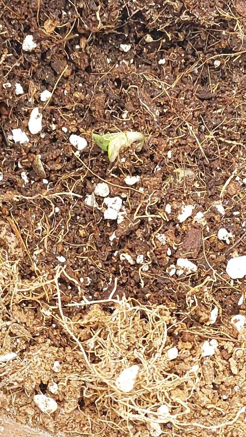 Red alien. Week 0