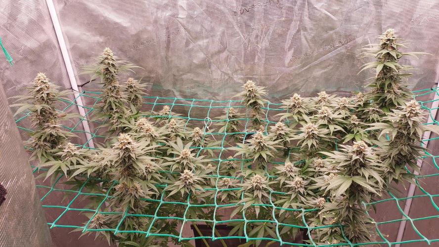 Second try, Gopher glue. Week 11