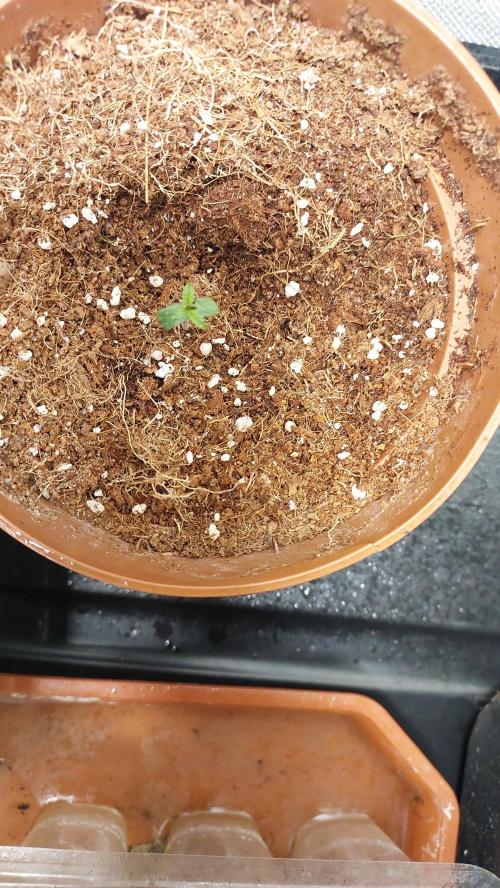 Red alien. Week 0