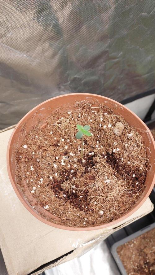 Red alien. Week 0