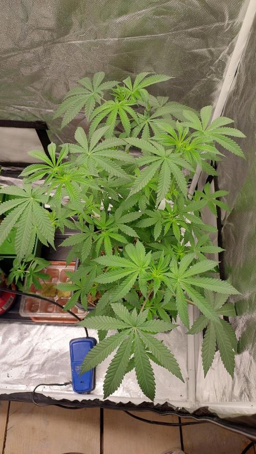 Sapphire Desire. Week 5