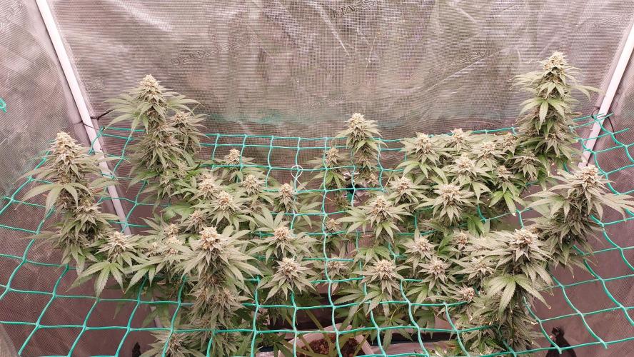 Second try, Gopher glue. Week 12