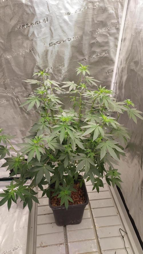 Girlscout cookies. Week 9