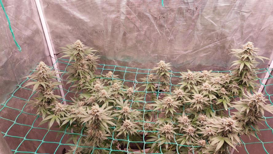 Second try, Gopher glue. Week 12