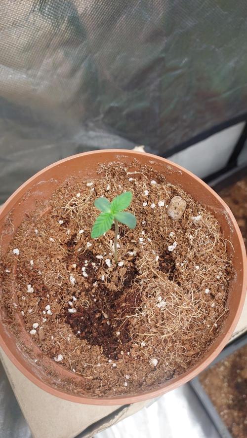 Red alien. Week 0
