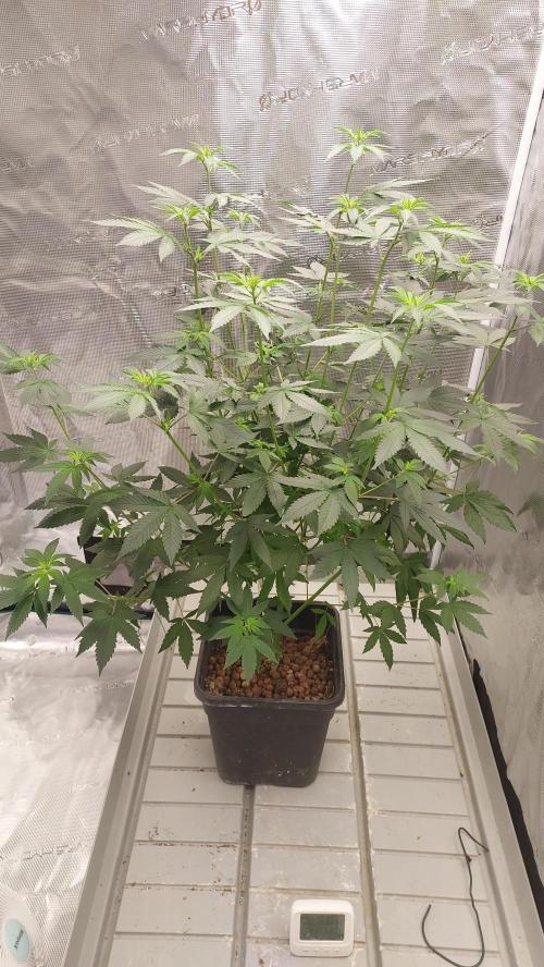 Girlscout cookies. Week 9