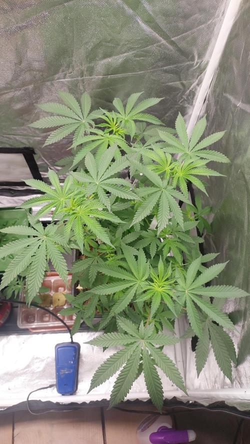 Sapphire Desire. Week 5