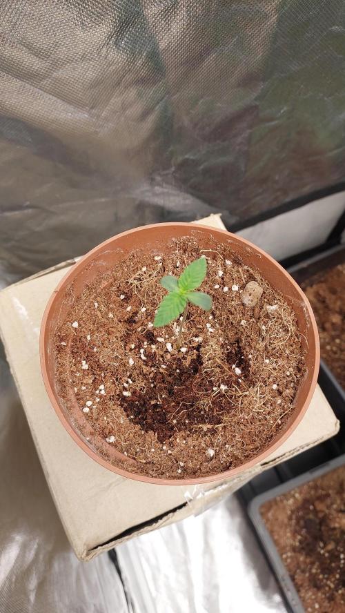 Red alien. Week 0