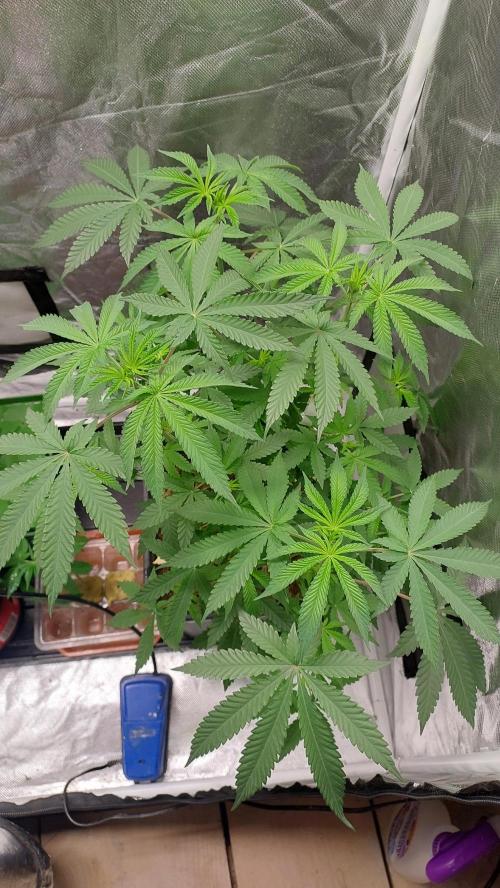 Sapphire Desire. Week 6