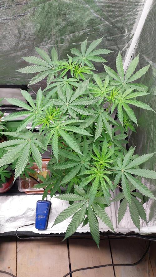 Sapphire Desire. Week 6