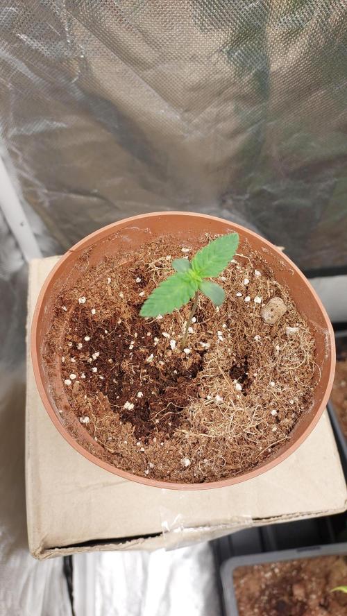Red alien. Week 0